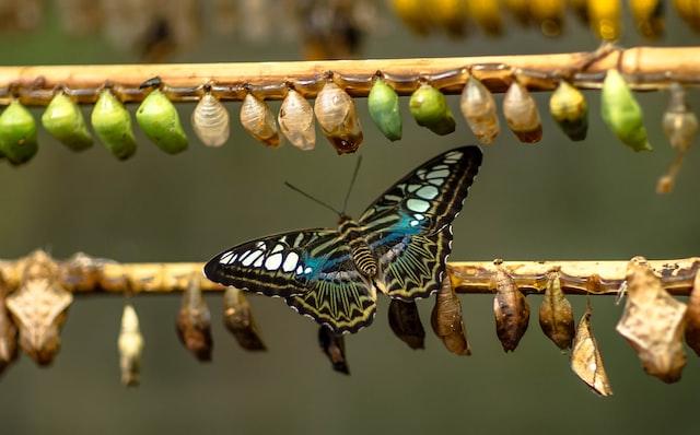 A butterfly on a branch with cocoons at various stages of growth