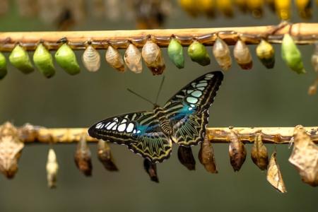 A butterfly on a branch with cocoons at various stages of growth
